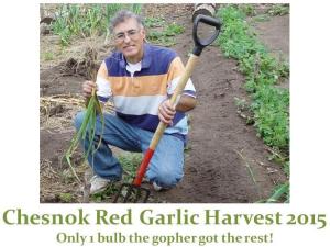 Garlic harvest 2015 - Chesnok Red 01