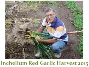 Garlic harvest 2015 - Inchelium Red