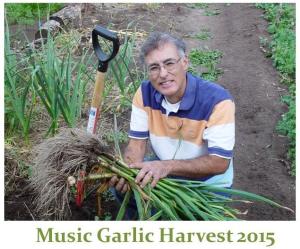 Garlic harvest 2015 - Music