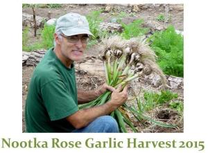Garlic harvest 2015 - Nootka Rose