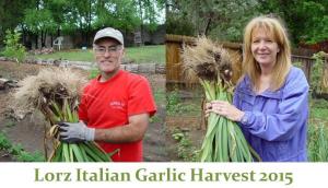 Garlic harvest 2015 - Lorz Italian 01